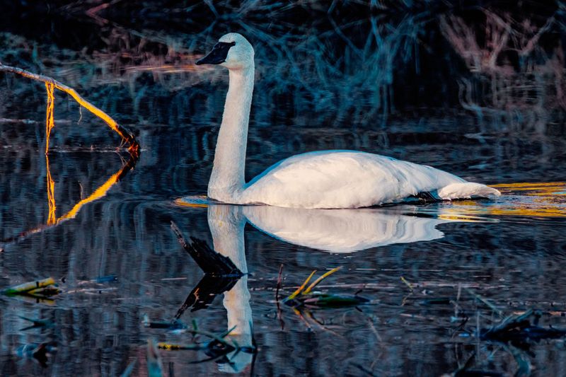 Swan012825.jpg