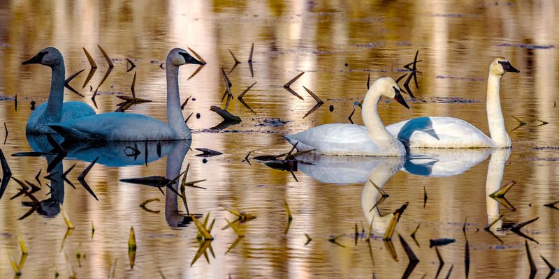 Swan012825_4.jpg
