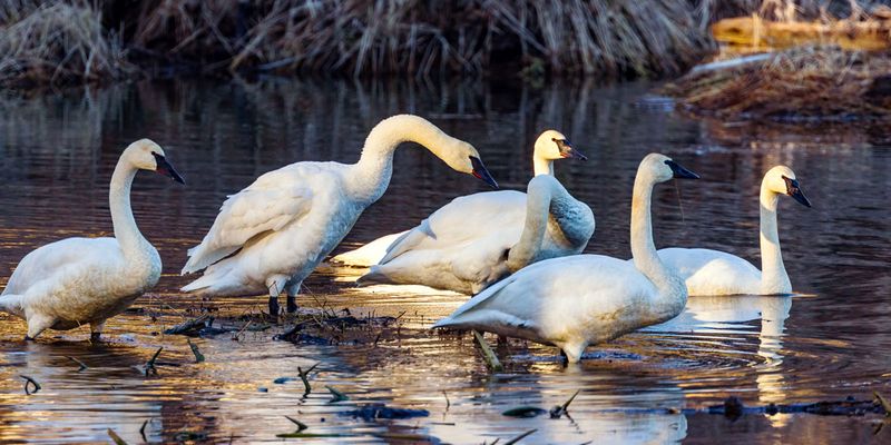Swan012825_6.jpg