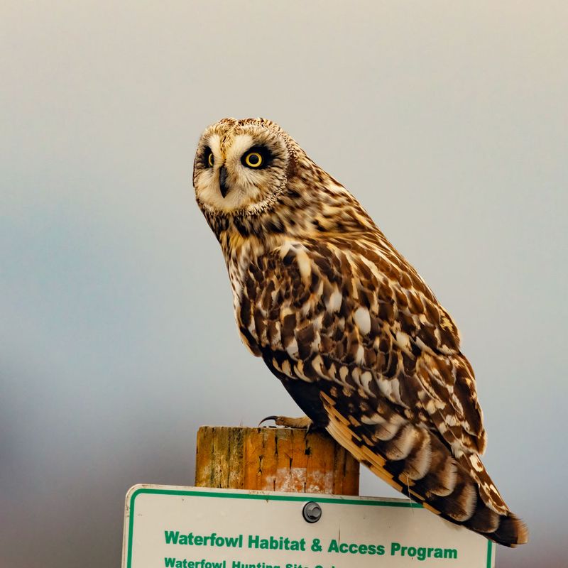 ShortearedOwlPellet013025_2.jpg