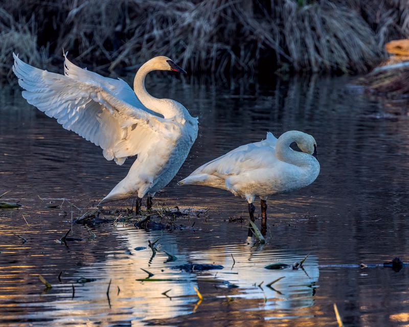 Swan012825_10.jpg