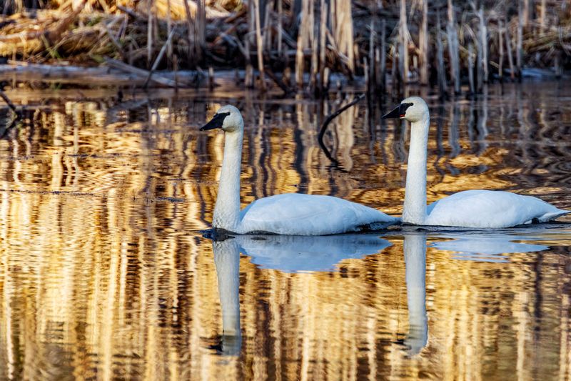 Swan012825_9.jpg