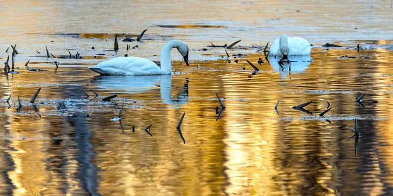 Swan012825_7.jpg