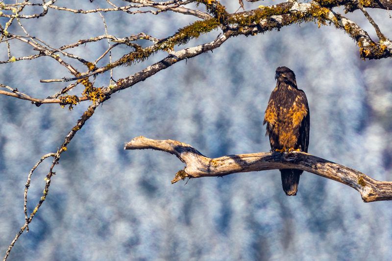 JuvenileBaldEagle020625.jpg