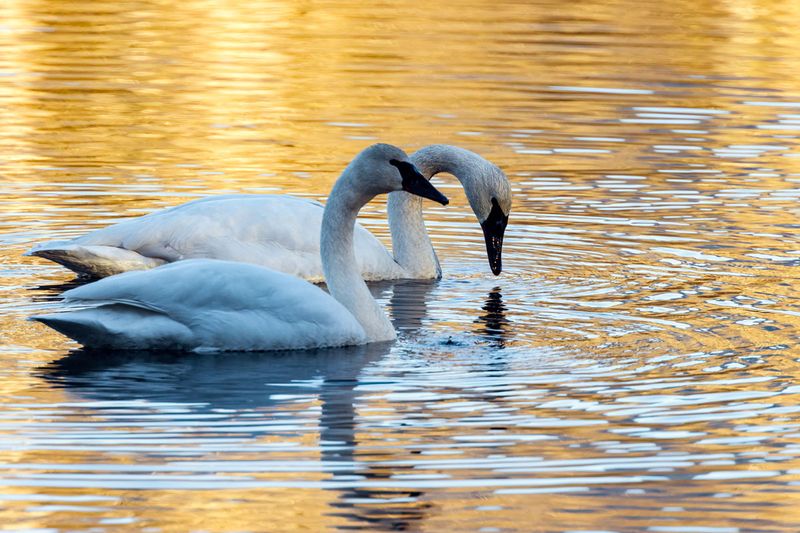 Swan012825_8.jpg