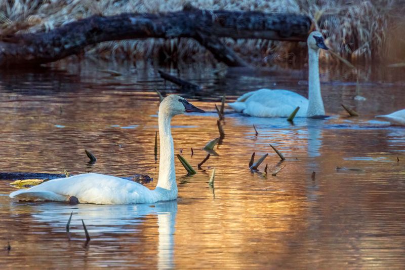 Swan012825_13.jpg