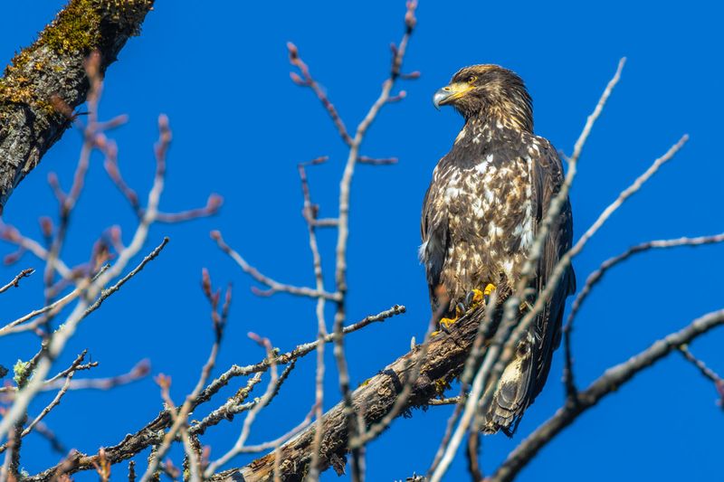 JuvenileBaldEagle021225.jpg