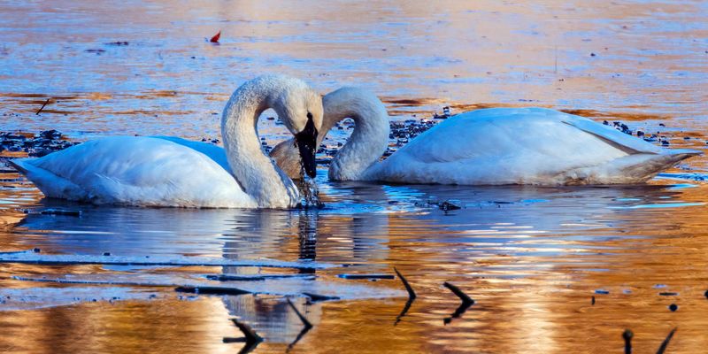 Swan012825_11.jpg