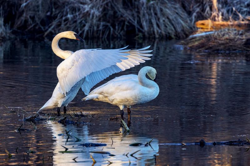 Swan012825_14.jpg