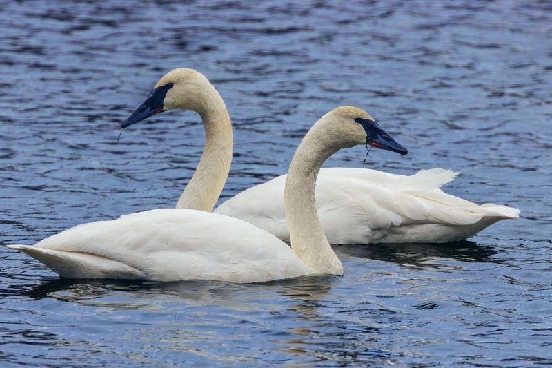 TrumpeterSwan021325_4.jpg