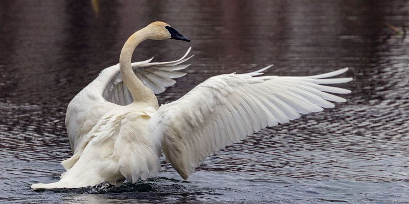 TrumpeterSwan021325_5.jpg