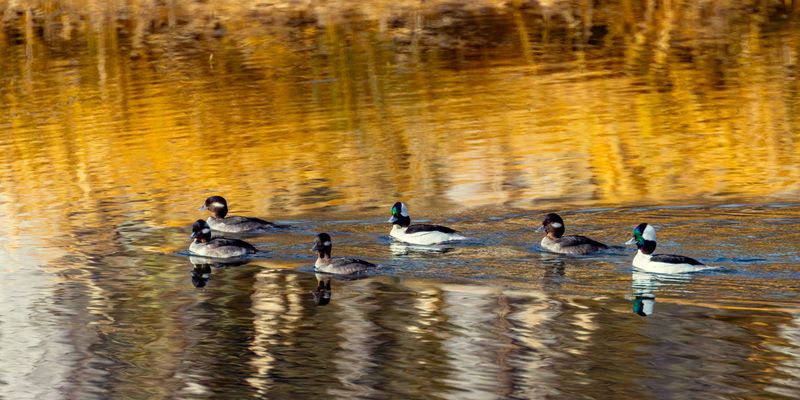 Buffelheads021825.jpg