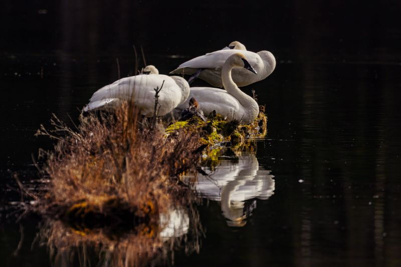 TrumpeterSwans022725_3.jpg