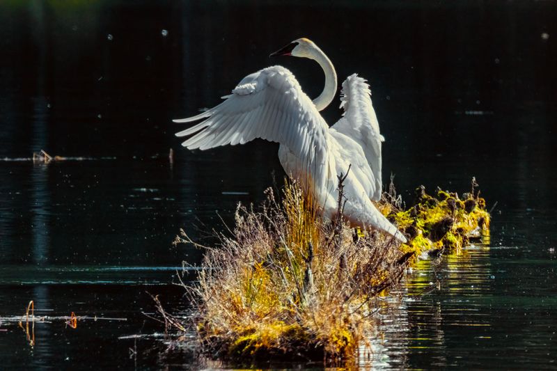 TrumpeterSwan022825.jpg