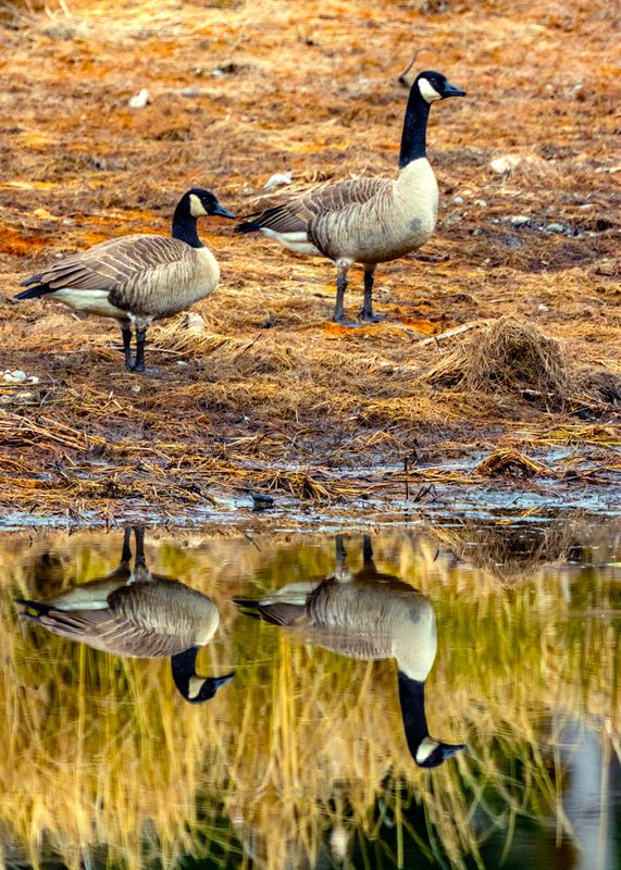 CanadaGeese022725.jpg