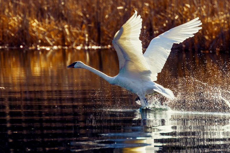 TrumpeterSwan022825_5.jpg