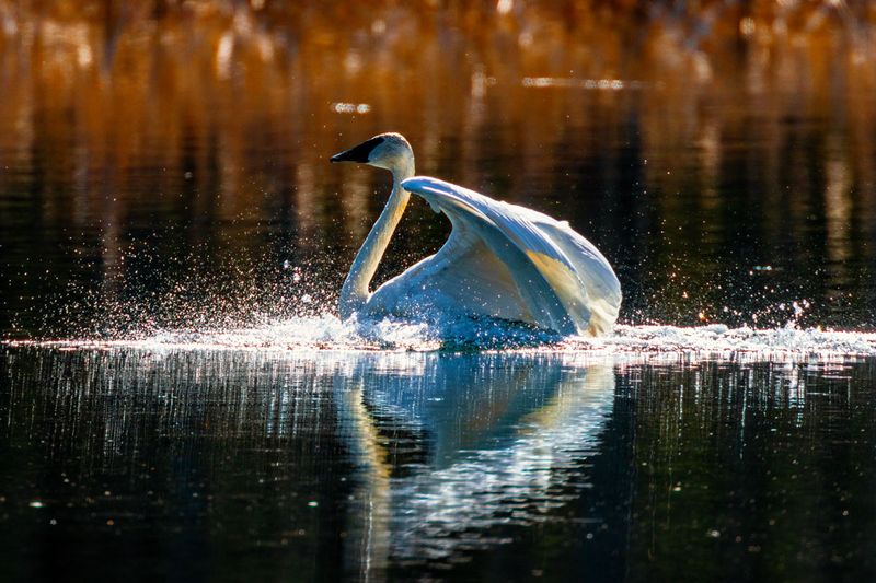 TrumpeterSwan022825_6.jpg