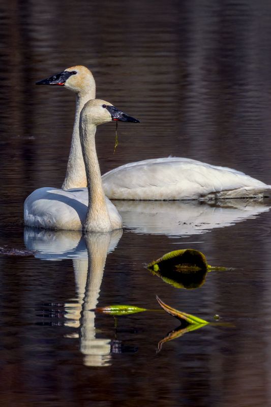 TrumpeterSwans030525.jpg