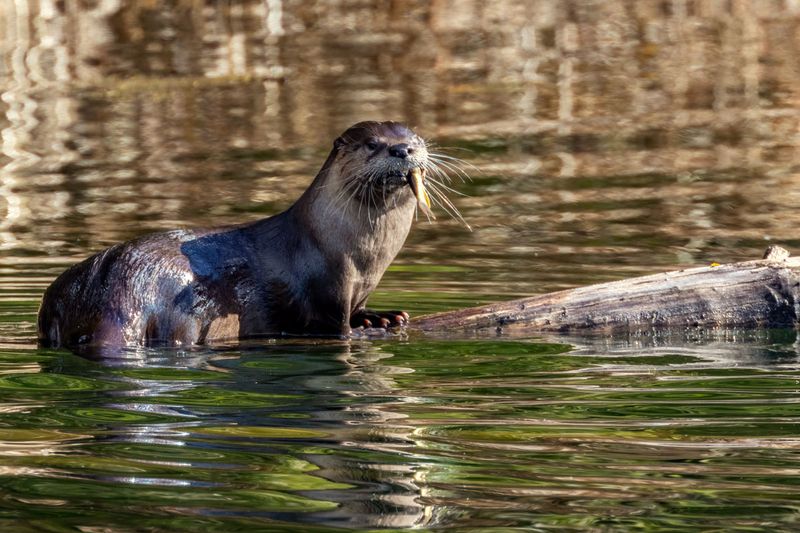 RiverOtter030525.jpg