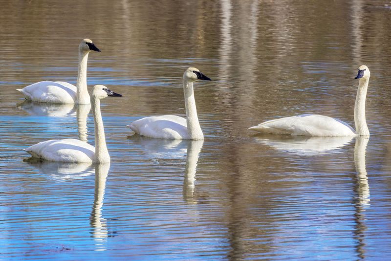 TrumpeterSwans030525_2.jpg