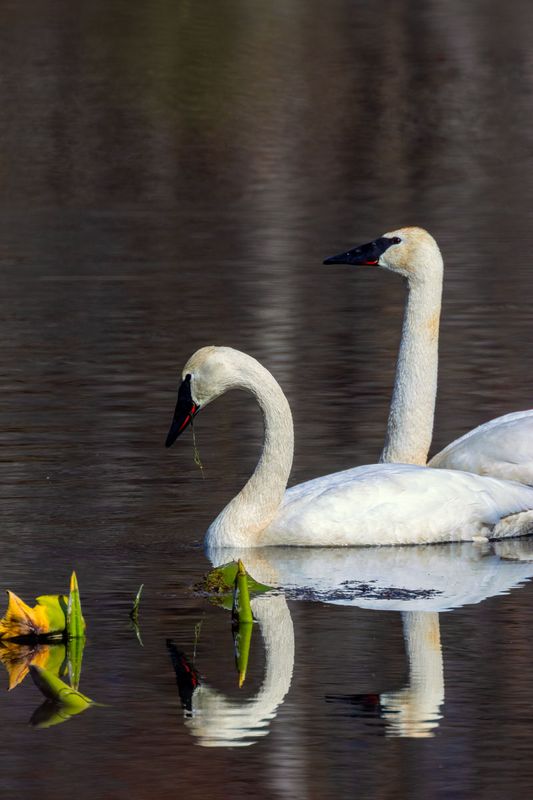TrumpeterSwans030525_3.jpg