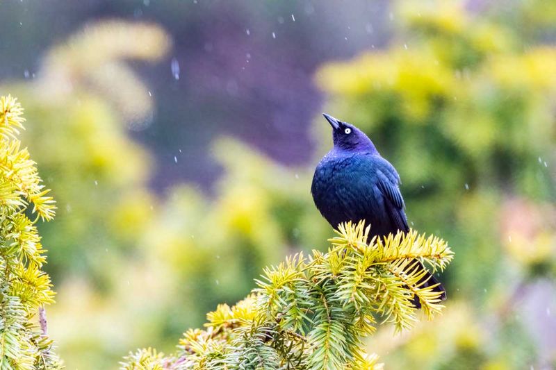 WesternBlackbird031125_2.jpg