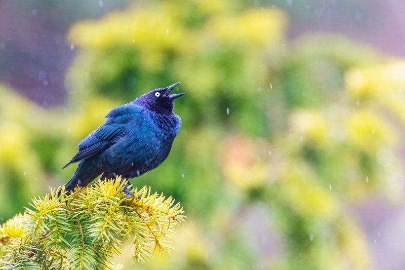 WesternBlackbird031125.jpg