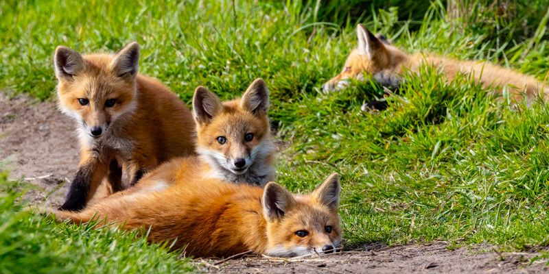 FoxKitSanJuanIs051021_17.jpg