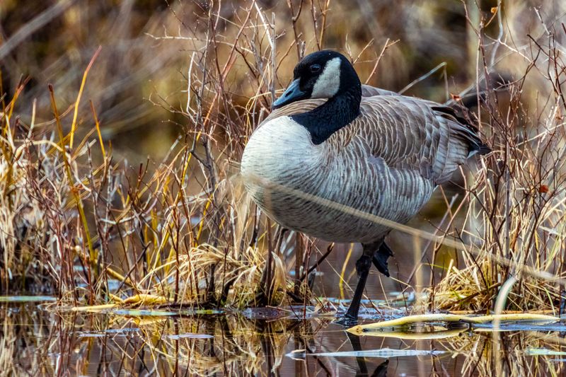 CanadaGoose031425.jpg