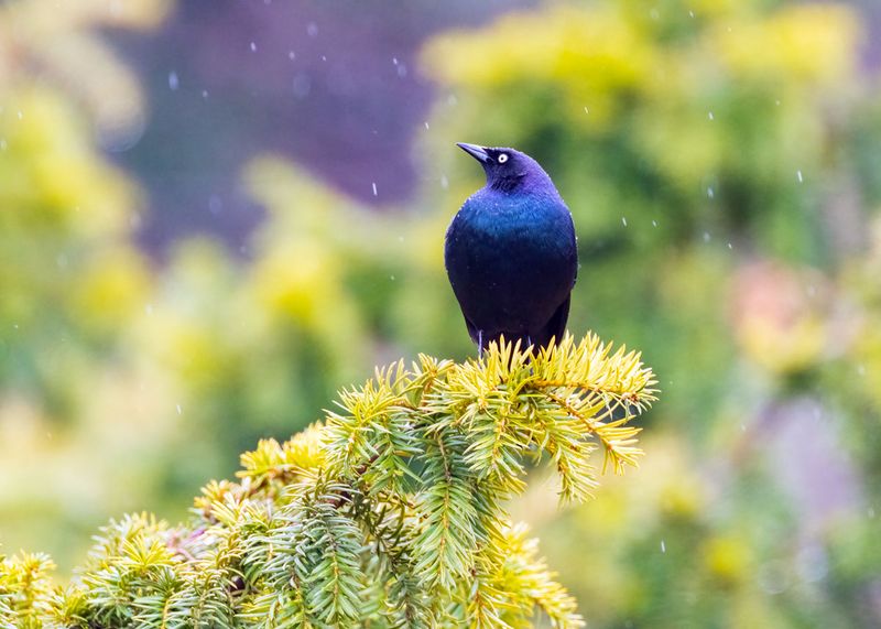 WesternBlackbird031125_3.jpg