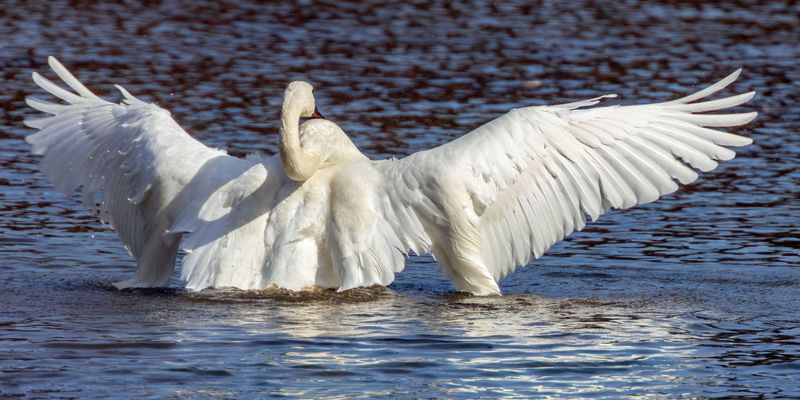 BathingSwan031425_2.jpg