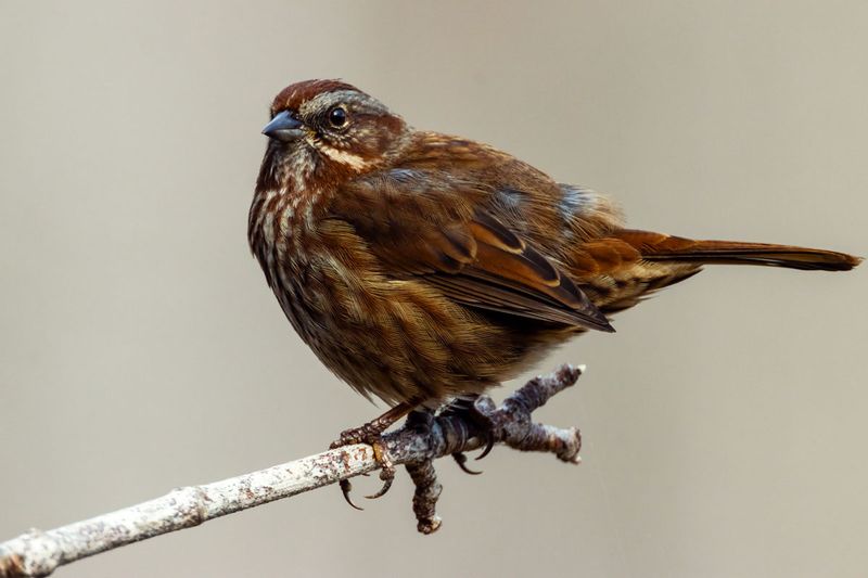 SongSparrow030725.jpg