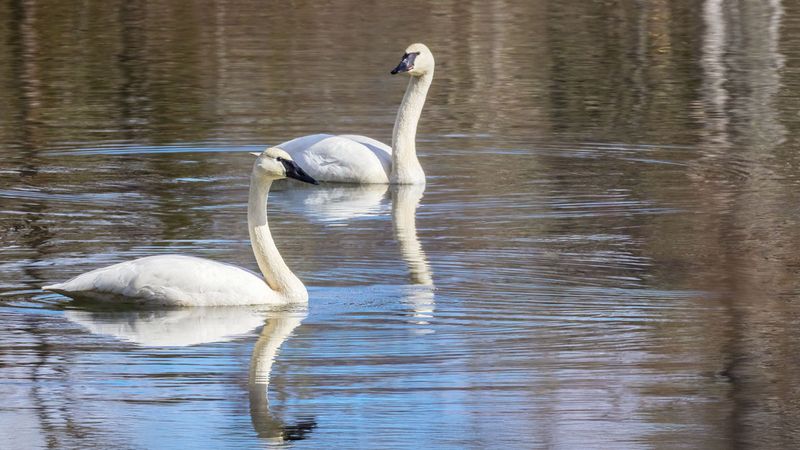 TrumpeterSwans030525_4.jpg