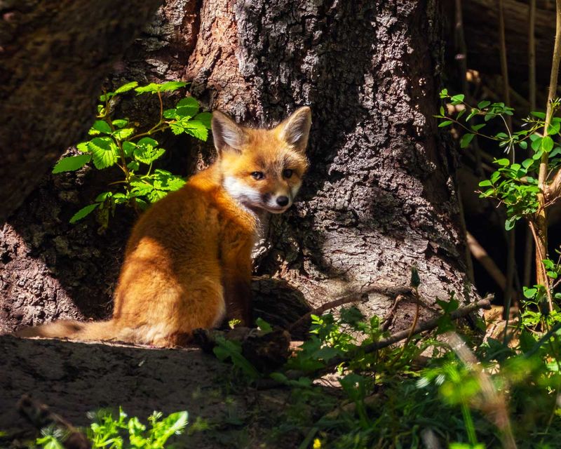 FoxKitSanJuanIs051021_16.jpg