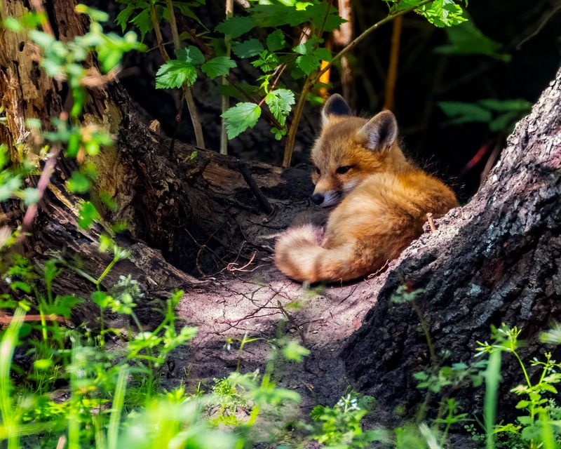 FoxKitSanJuanIs051021_15.jpg