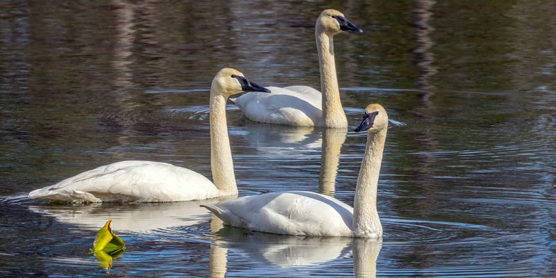 TrumpeterSwans030525_6.jpg