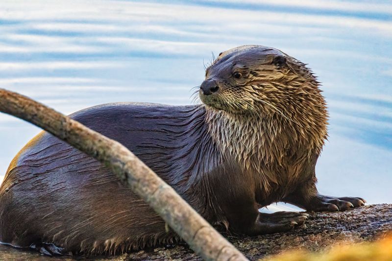 GiverOtter032525.jpg