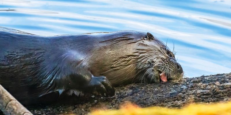 GiverOtter032525_3.jpg