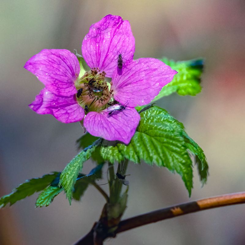 SalmonBerryFlower032725.jpg