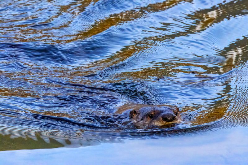 GiverOtter032525_2.jpg