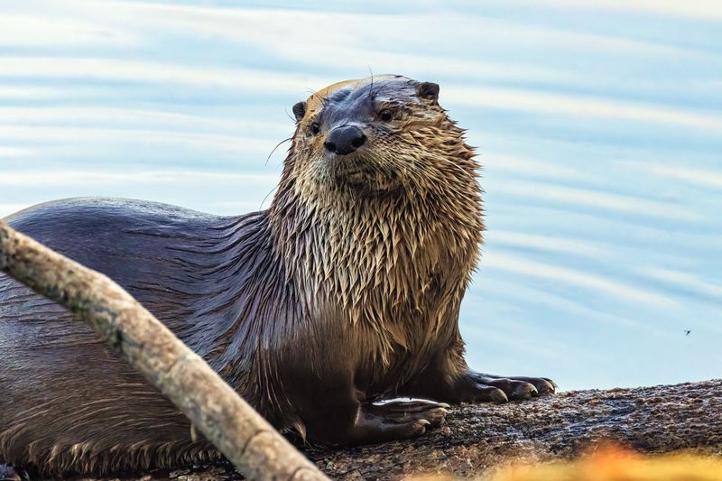 GiverOtter032525_5.jpg