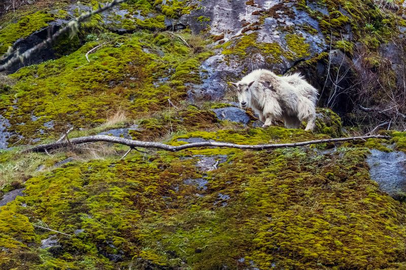 GoatNewhalem052725.jpg