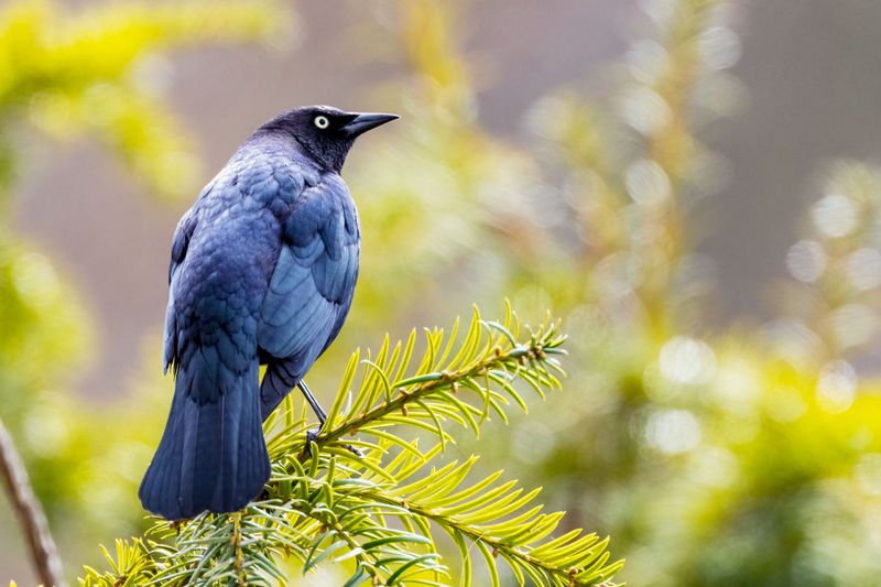 BrewersBlackbird040125.jpg