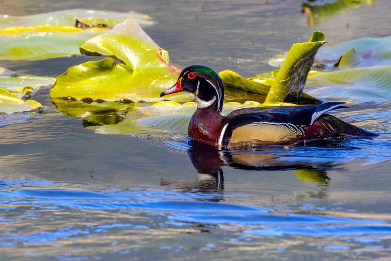 Wooduck041725.jpg