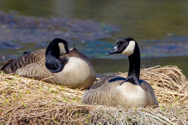 CanadaGeese041725.jpg
