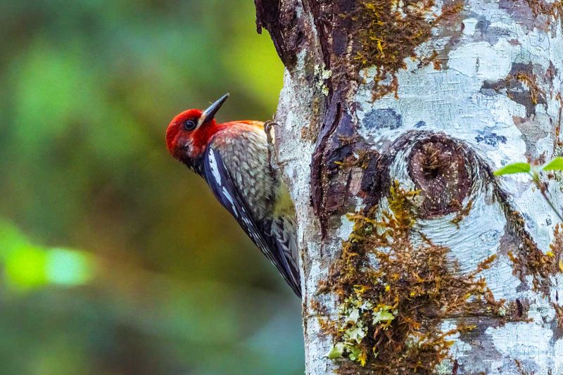 Red-BelliedSapsucker042125_2.jpg