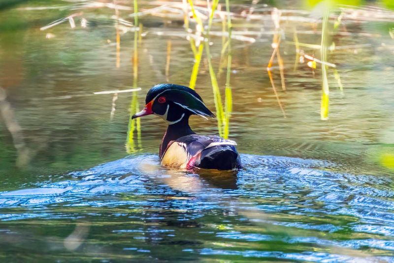 Wooduck042225_2.jpg