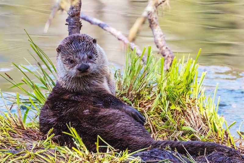 RiverOtter042325.jpg
