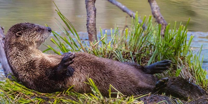 RiverOtter042325_2.jpg