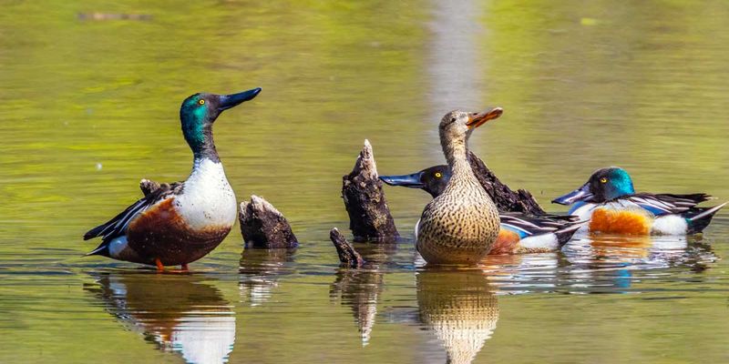 NorthernShovelers042525.jpg